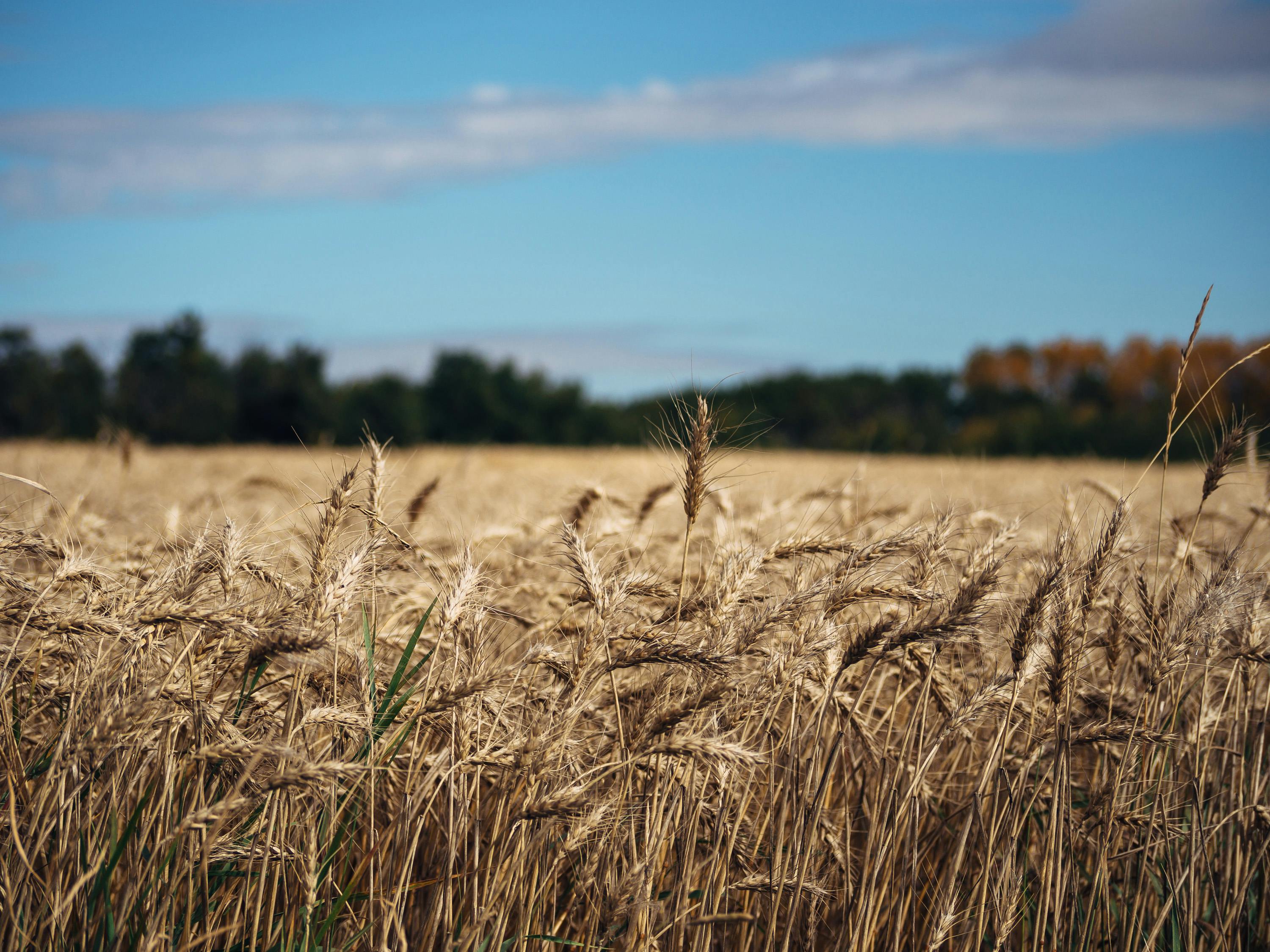 Golden wheat field stretching across the prairie under a blue sky.